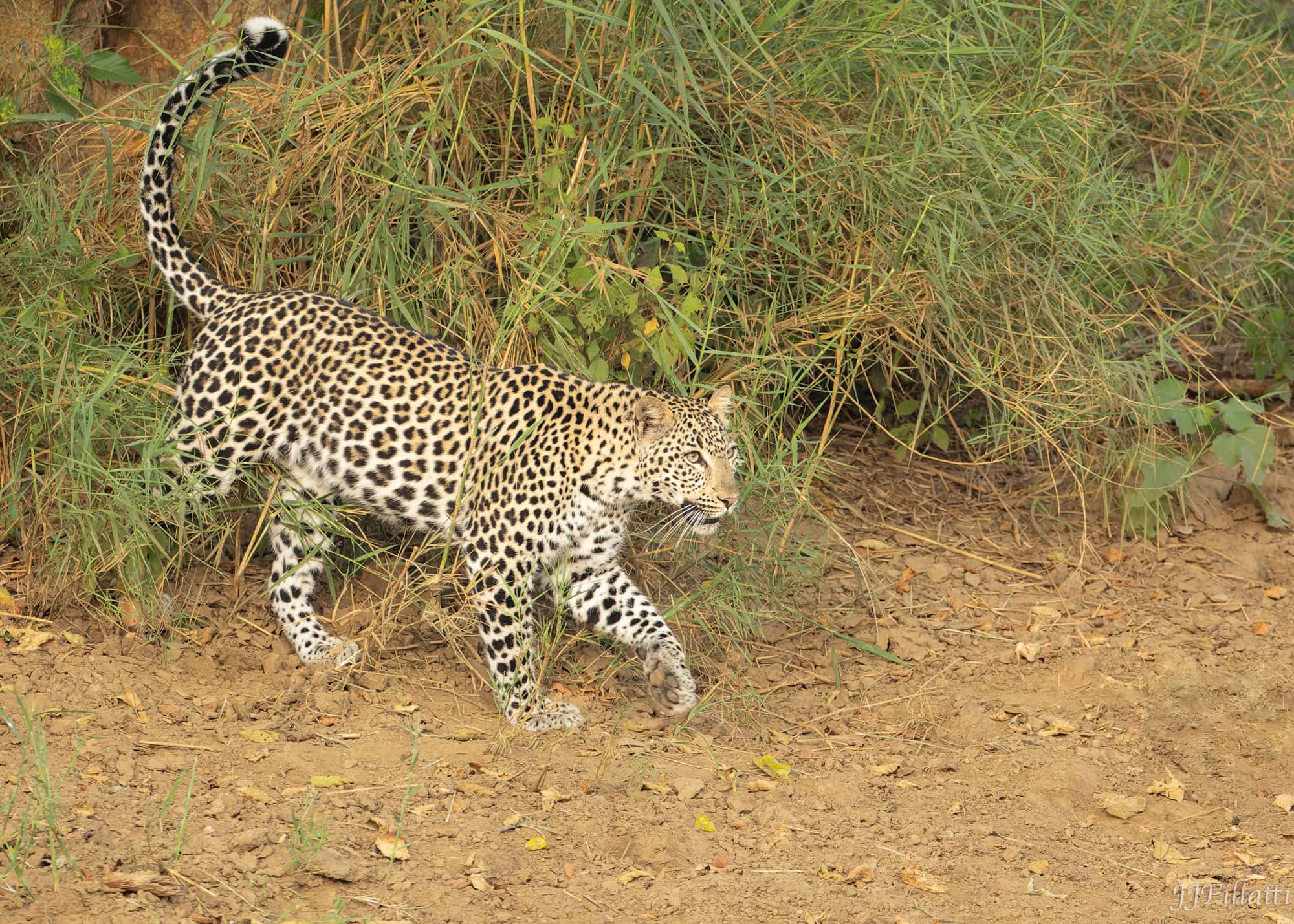 wildlife of Zimanga image 28